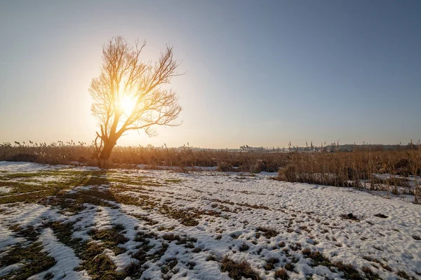 Boom Schetst Tegen Hemel Zonsondergang Zon — Stockfoto