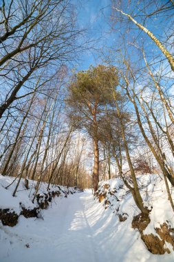 Bir kış yol ağaçlarıyla çevrili bir geçit aracılığıyla