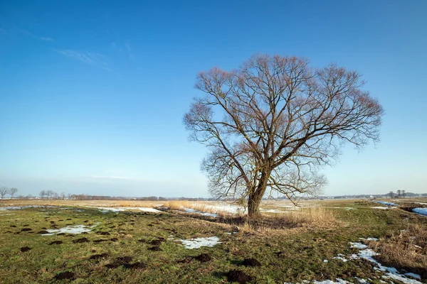 Lonely tree on the snow field. — Stock Photo, Image