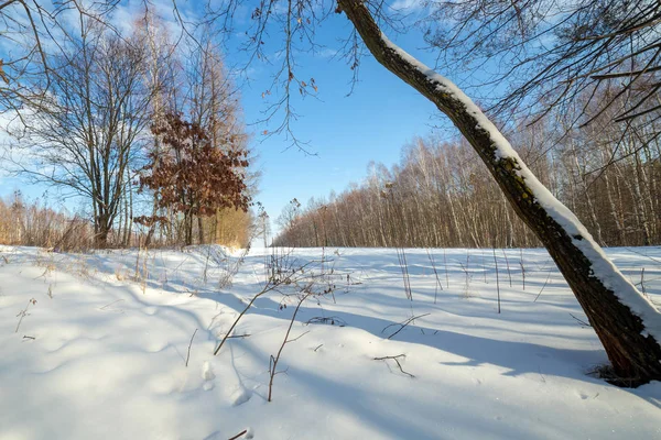 Ormandaki beyaz kış manzarası. — Stok fotoğraf