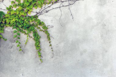 Eski duvarda yeşil sarmaşık