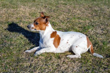 Genç Jack Russell Terrier çimlerin üzerinde.