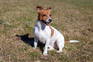 Genç Jack Russell Terrier çimlerin üzerinde.