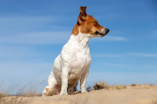 Retrato de Jack Russell Terrier na areia — Fotografia de Stock