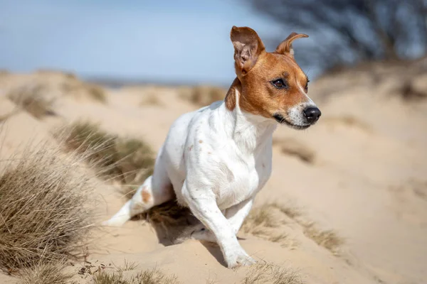 Porträtt av Jack Russell Terrier på sanden — Stockfoto