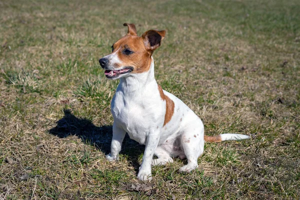 Genç Jack Russell Terrier çimlerin üzerinde.