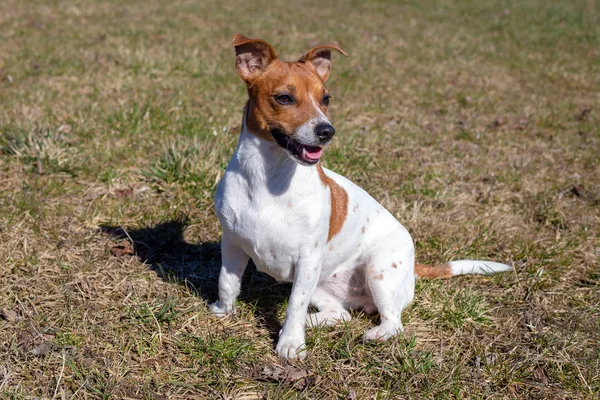 De jonge Jack Russell Terrier op het gras. — Stockfoto