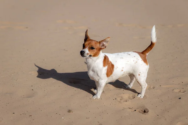 Retrato de Jack Russell Terrier na areia — Fotografia de Stock