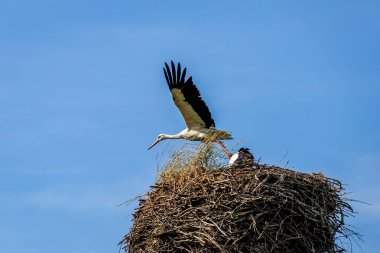 Baharda yuvada iki beyaz leylek 