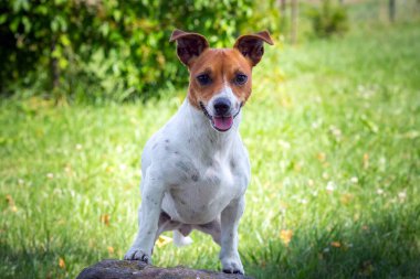Genç Jack Russell Terrier çimlerin üzerinde.