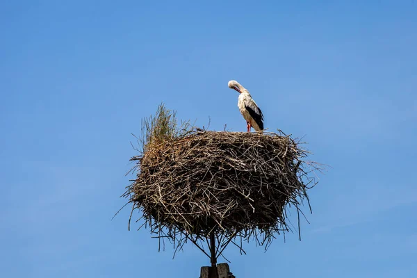 Fehér gólya a fészken tavasszal. — Stock Fotó