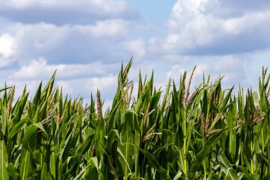 Yeşil mısır alanı ve arka planda bulutlu gökyüzü.