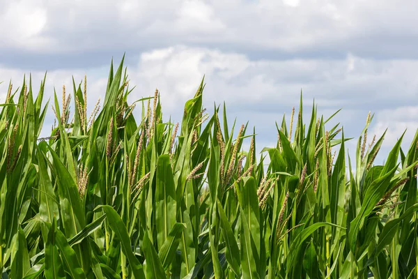 Зеленое кукурузное поле и облачное небо на заднем плане . — стоковое фото