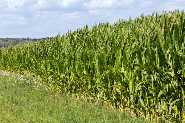 Zielone pole kukurydzy i pochmurne niebo w tle. — Zdjęcie stockowe