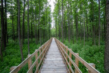 Ormandaki tahta patika..