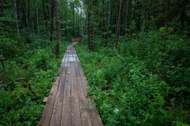 Ormandaki tahta patika..