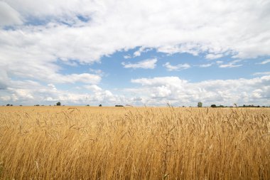 Bulutlar ile mavi gökyüzü bir arka planda tahıl kulakları