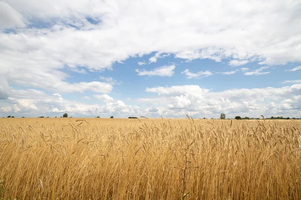 Вуха зерна на тлі блакитного неба з хмарами — стокове фото