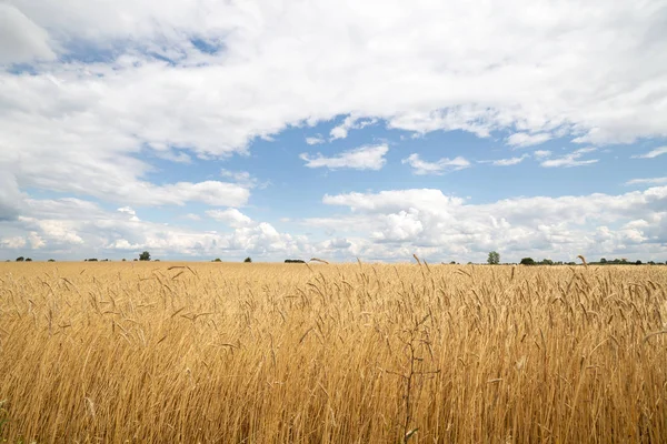 Öron av spannmål på en bakgrund av blå himmel med moln — Stockfoto