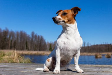 Genç Jack Russell Terrier üzerinde panoları.