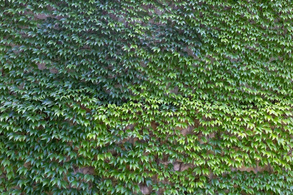 Enredadera verde en la vieja pared —  Fotos de Stock