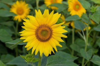 Bir arka plan olarak kullanılmak üzere ayçiçeği çiçeği.