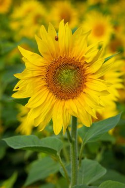 Bir arka plan olarak kullanılmak üzere ayçiçeği çiçeği.