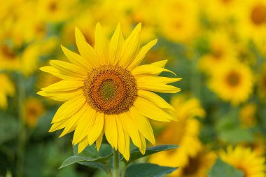 Bir arka plan olarak kullanılmak üzere ayçiçeği çiçeği.