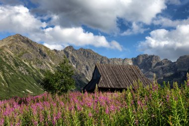 Gasienicowa'da Tatras dağlarının ve rengarenk çiçeklerin manzarası