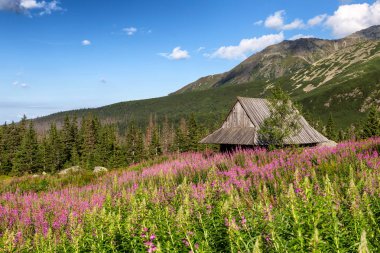 Gasienicowa'da Tatras dağlarının ve rengarenk çiçeklerin manzarası