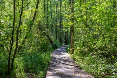 Ormandaki tahta patika..