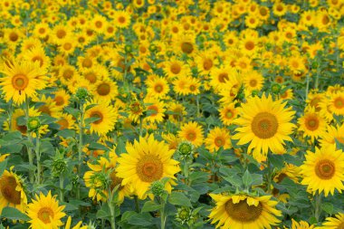 Bir arka plan olarak kullanılmak üzere ayçiçeği çiçeği.