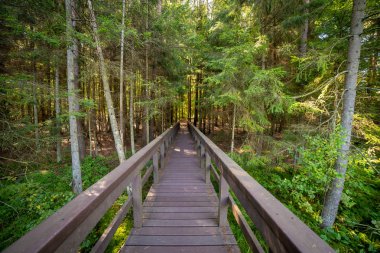 Ormandaki tahta patika..