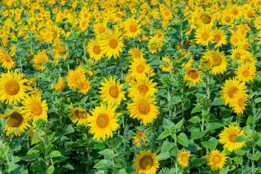 Bir arka plan olarak kullanılmak üzere ayçiçeği çiçeği.