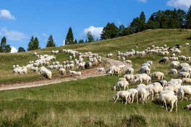 Bir dağ çayırında koyun.