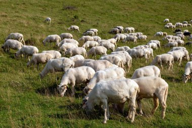 Bir dağ çayırında koyun.