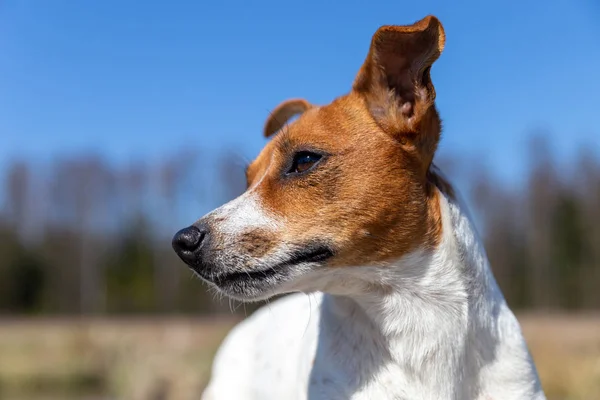 Retrato de Jack Russell Terrier — Foto de Stock