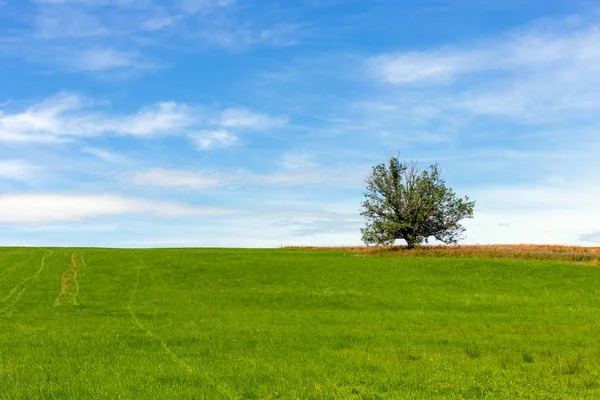 Ensamt träd på fältet på sommardagen — Stockfoto