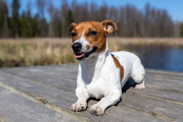 Retrato de Jack Russell Terrier . — Foto de Stock