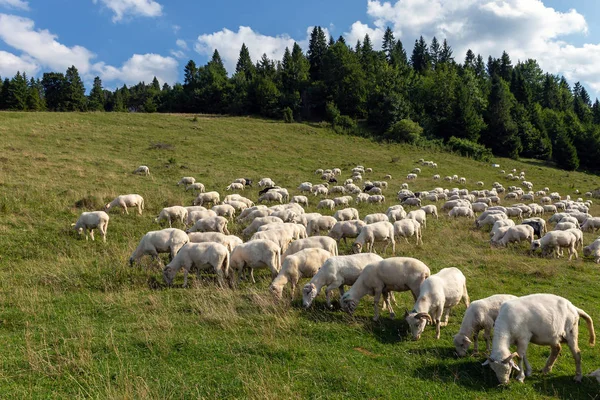 Ovejas en un pasto de montaña . —  Fotos de Stock