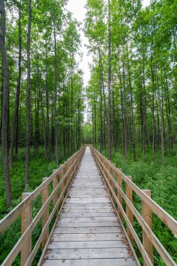 Ormandaki tahta patika..