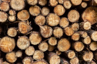 Kışa hazır odun yığını