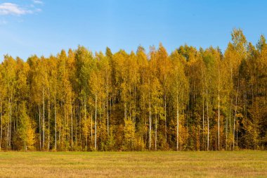 Sonbahar ağaçları ve mavi gökyüzü