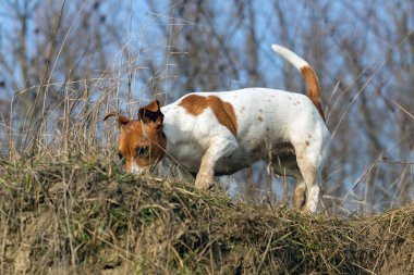 Güzel Jack Russell Terrier çimlerin üzerinde