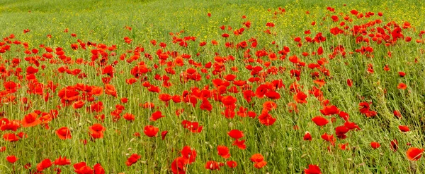 poppies alanını kapat