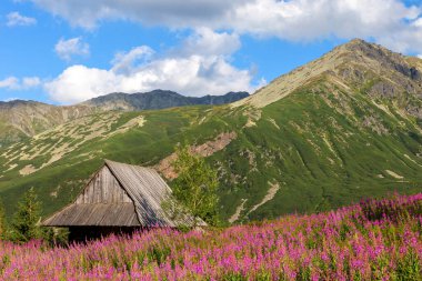 Tatras dağlarının manzarası ve Gasienicowa vadisindeki renkli çiçekler. Polonya