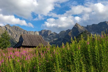 Tatras dağlarının manzarası ve Gasienicowa vadisindeki renkli çiçekler. Polonya