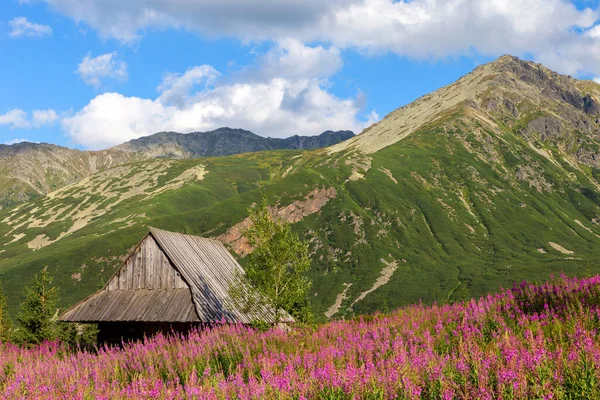 Vista Das Montanhas Tatras Flores Coloridas Vale Gasienicowa Polónia — Fotografia de Stock