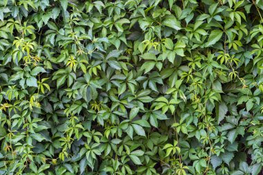 Arkaplan olarak kullanmak için yeşil duvarları terk eder