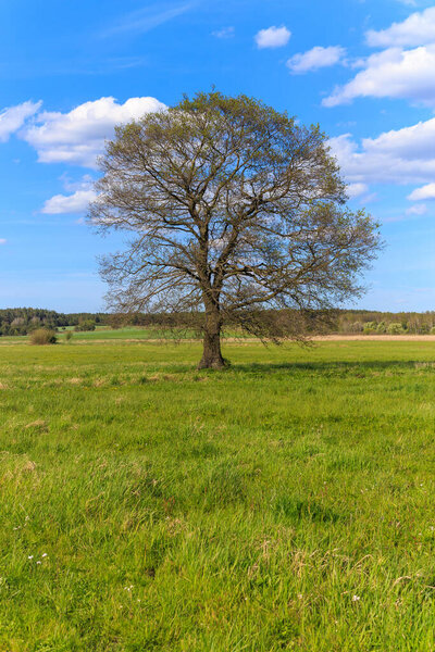 Lonely tree on the field in summer day.